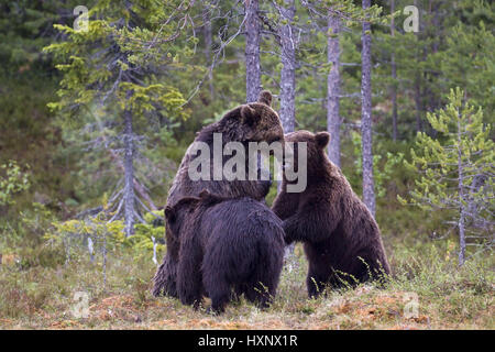 Brown bear, Finland, animal Stock Photo