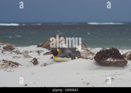 King Penguin (Aptenodytes patagonicus) lying down on a windswept sandy beach on Sealion Island in the Falkland Islands. Stock Photo
