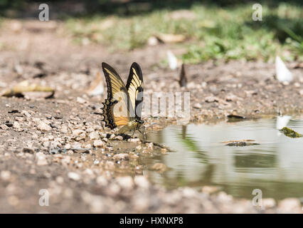 An Androgeus Swallowtail (Papilio androgeus) mud-puddling in Chiapas State, Mexico Stock Photo