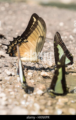 An Androgeus Swallowtail (Papilio androgeus) mud-puddling in Chiapas State, Mexico Stock Photo