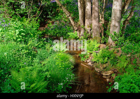 Stream, Ashdown Forest, Sussex Stock Photo