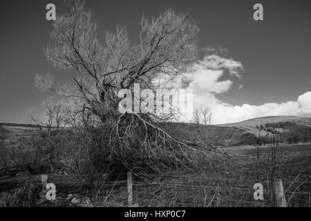 peaks over the hills in mono  Ray Boswell Stock Photo