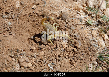 Deathstalker scorpion in desert habitat in Jordan Stock Photo
