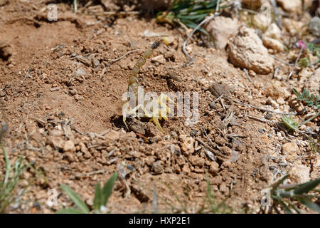 Deathstalker scorpion in desert habitat in Jordan Stock Photo