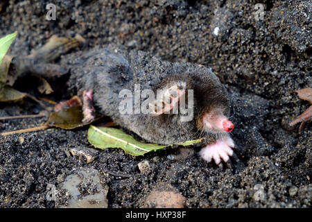 Golden mole animal hi-res stock photography and images - Alamy