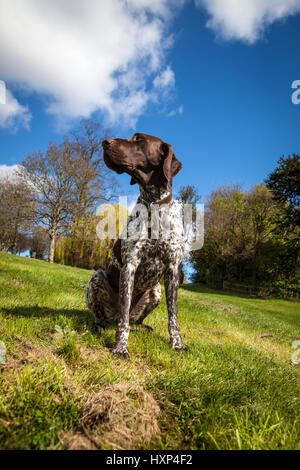 German Shorthaired Pointer Dog Sitting on Grass Bank Stock Photo