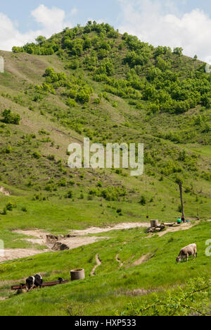 Buzau, Romania rural landscape with cows - Summer time in country side Stock Photo