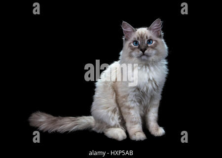 funny little blue-eyed white cat, isolated on black Stock Photo