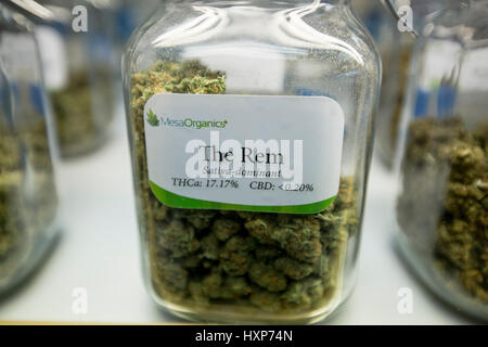 Glass jars full of marijuana buds on display and for sale at a dispensary in Colorado Stock Photo