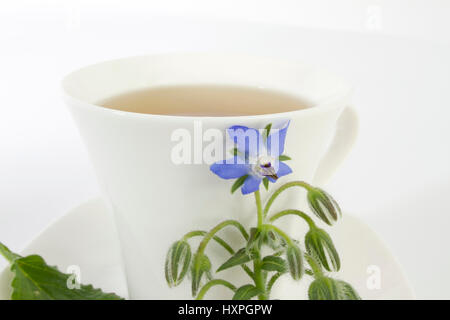 Borage plant in teacup, Borretschpflanze an Teetasse Stock Photo