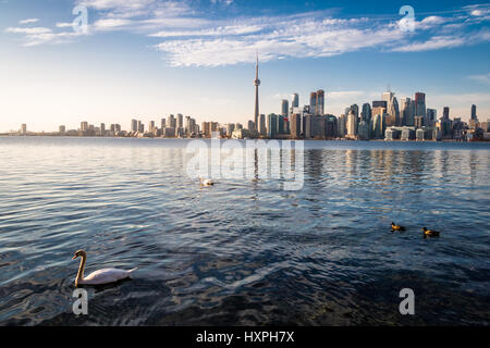 Toronto Skyline and swans - Toronto, Ontario, Canada swimming on Ontario lake - Toronto, Ontario, Canada Stock Photo