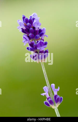 Lavender, real lavenders or narrow-leafy lavenders, Lavandula angustifolia, Syn. Lavandula officinalis, Lavandula vera, botanical species of the famil Stock Photo
