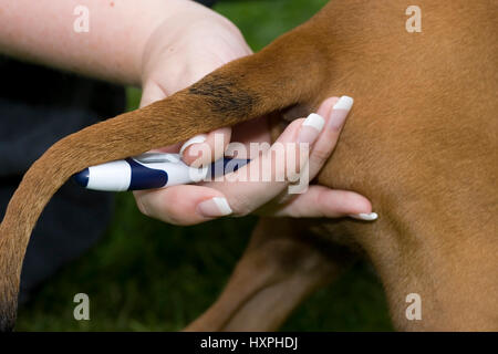 young Rhodesian Ridgeback gets fever measured, junger Rhodesian Ridgeback bekommt Fieber gemessen Stock Photo