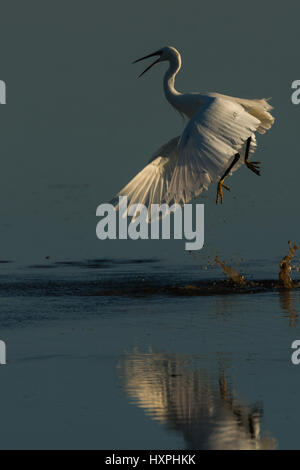 little egret  at turf war - Egretta garzetta Stock Photo