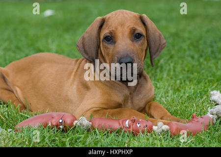 young Rhodesian Ridgeback, junger Rhodesian Ridgeback Stock Photo