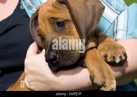 young Rhodesian Ridgeback, junger Rhodesian Ridgeback Stock Photo