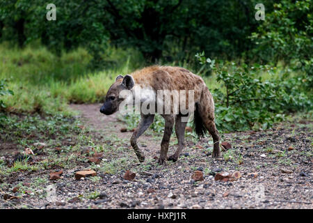 Spotted Hyaena ( Crocuta crocuta ), Kruger National Park, South Africa Stock Photo