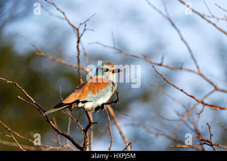 European roller (Coracias garrulus),perched on a tree branch, Kruger National Park, South Africa Stock Photo