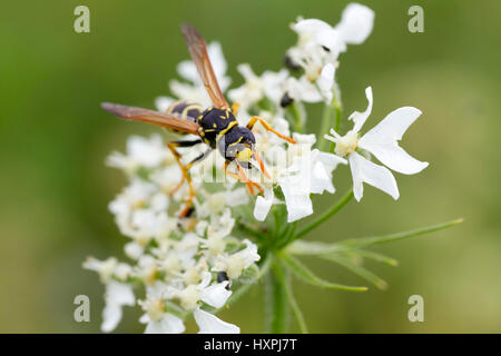 House-field wasp (Polistes dominula), , Haus-Feldwespe (Polistes dominula) Stock Photo