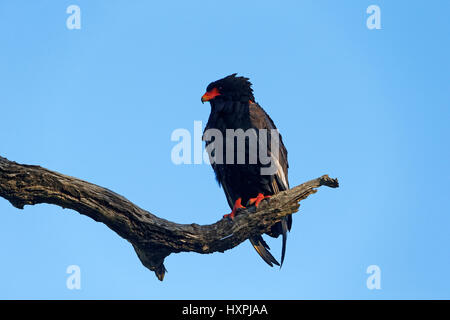 Bateleur Eagle (Terathopius ecaudatus) perched on branch, Kruger National Park, South Africa Stock Photo