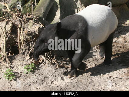 Adolesent Asian or Malayan tapir (Tapirus indicus). Native from Birma to Sumatra Stock Photo