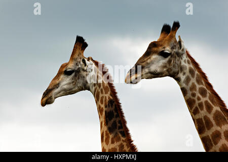 Giraffe ( Giraffa Camelopardalis ),portrait, Kruger National Park, South Africa Stock Photo