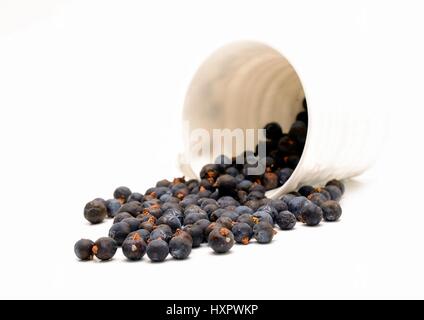 Juniper berries on a white background Stock Photo