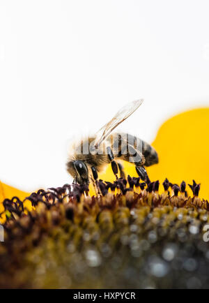 Extreme close-up of bee / honeybee (Apis mellifera) insect collecting pollen of a sunflower Stock Photo