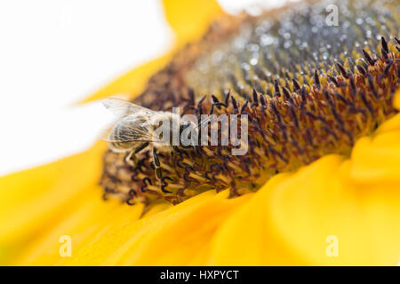 Extreme close-up of bee / honeybee (Apis mellifera) insect collecting pollen of a sunflower