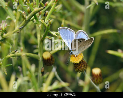 Paphos Blue - Glaucopsyche paphos Endemic Cyprus Butterfly On Phagnalon rupestre Flower with Laval food plant Genista fasselata Stock Photo