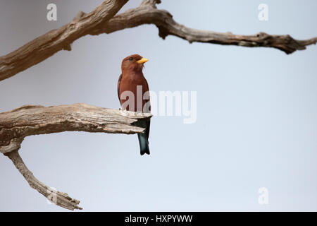 Broad-billed roller, Eurystomus glaucurus, single bird on branch, Gambia, February 2016 Stock Photo