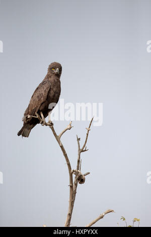 Brown-snake eagle, Circaetus cinereus,  single bird on branch, Gambia, March 2017 Stock Photo