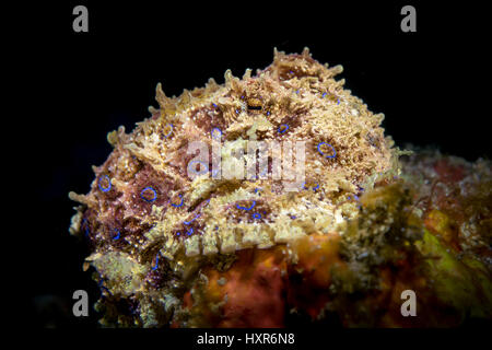 Blue-ringed Octopus (Hapalochlaena sp.) resting on coral in the Lembeh Strait / Sulawesi / Indonesia Stock Photo