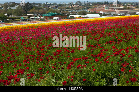 Rows of colorful flowers grow on a hillside in Carlsbad California. Stock Photo
