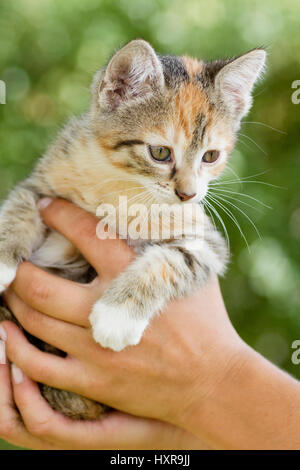 young cat is held, junge Katze wird gehalten Stock Photo