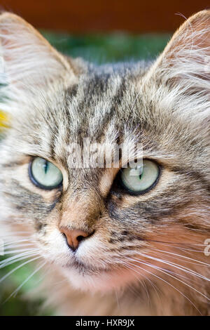 Siberian forest cat, Sibirische Waldkatze Stock Photo