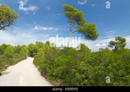 Spain, Majorca, with Son Baulo (district of Can Picafort), nature reserve Dunes de Son Real, Spanien,Mallorca,bei Son Baulo (Ortsteil von Can Picafort Stock Photo