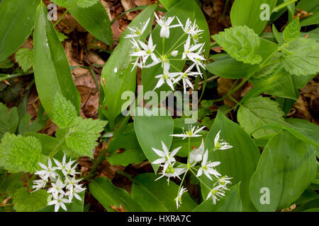 Wild garlic or ramson, Allium ursinum, Bärlauch oder Bärenlauch Stock Photo