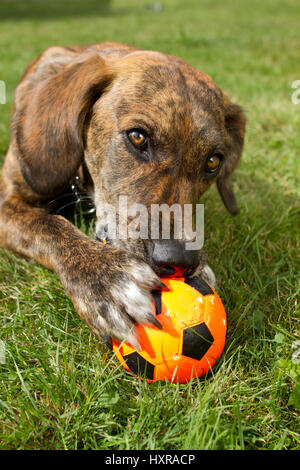 Dog plays with ball, Hund spielt mit Ball Stock Photo