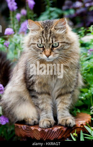 Siberian forest cat, Sibirischer Waldkater Stock Photo