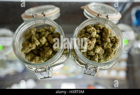 Glass jars full of marijuana buds on display and for sale at a dispensary in Colorado Stock Photo