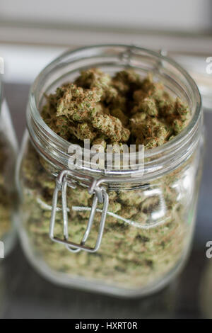 Glass jars full of marijuana buds on display and for sale at a dispensary in Colorado Stock Photo