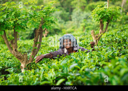 Tea farmers in Sri Lanka.  These ladies work all day in the tea farms of Sri Lanka.  Often they will start work as teenagers working til old age. Stock Photo