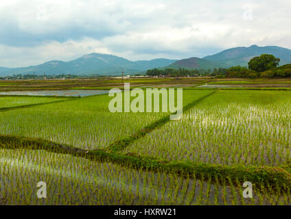 Rice paddy fields are everywhere in Vietnam