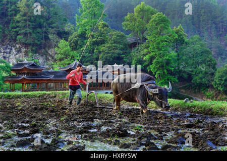 Langde Village, Guizhou, China - April 15, 2010: Chinese plowman plowing rice field, using the power of the buffalo, Langde Miao Nationality Village,  Stock Photo