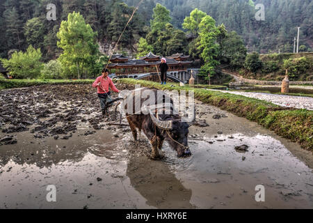 Langde Village, Guizhou, China - April 15, 2010: Asian farmer plows the soil, using the power of the buffalo, Langde Miao ethnic minority village. Stock Photo