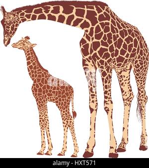 Adult giraffe and baby giraffe Stock Vector