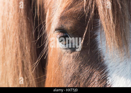Close-up of horse's eye Stock Photo
