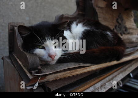Cat sleeping on piano in the garden on a sunny day Stock Photo
