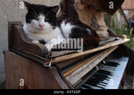 Cat sleeping on piano in the garden on a sunny day Stock Photo